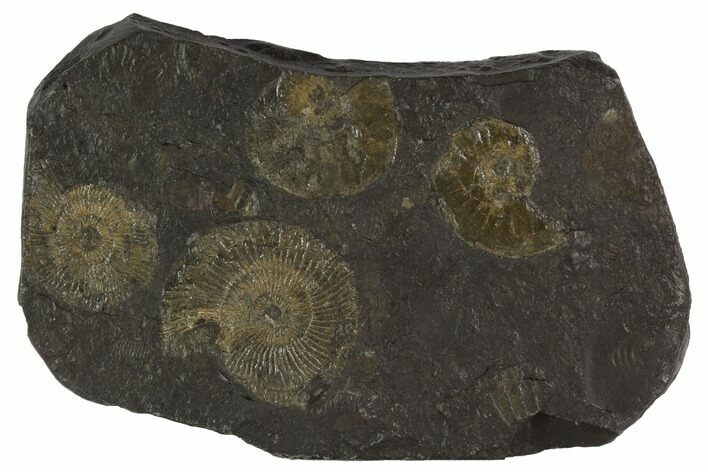 Dactylioceras Ammonite Cluster - Posidonia Shale, Germany #100261